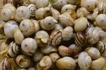 Bovoeti Bovoletti Cucina veneta Snails Lumachine di terra