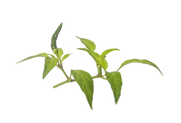 green hot chili with leaf