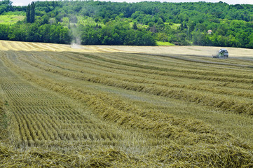 Wheat harvesting