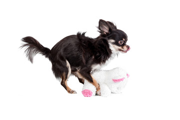 Chihuahua trying to mate with a teddy bear doll
