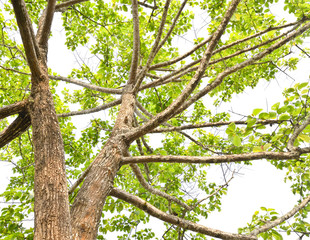 abstract background of tree branch