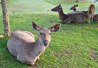 Deer lying on the grass
