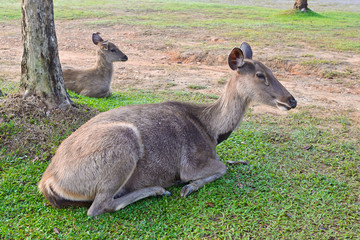 Deer lying on the grass