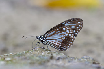 chocolate tiger butterfly close up