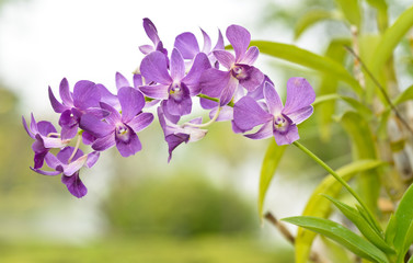 Fototapeta na wymiar bloom purple orchid on nature background