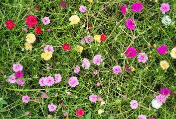 Portulaca flowers at the garden in morning