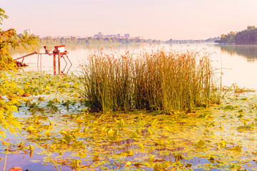 Scirpus plants and yellow waterlily in the misty river at sunrise © Maxal Tamor