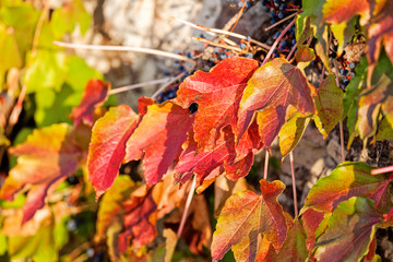 orange and green leaves