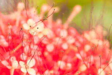 Closeup Pollens on Vivid Background