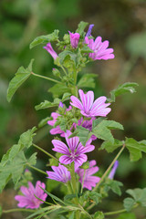 malva selvatica (Malva  sylvestris)