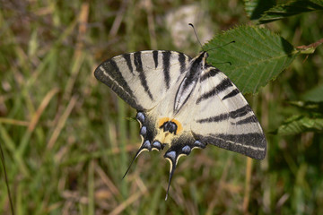 Podalirio (Iphiclides podalirius)