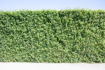 green leaves wall