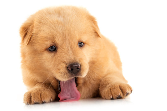 Fluffy Chow-chow puppy, isolated over white