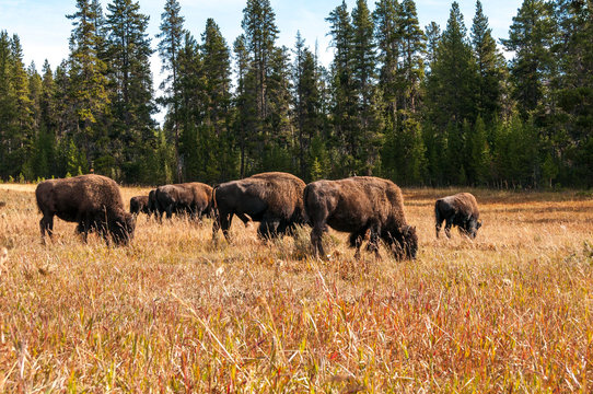 Bison on meadow in Yellowstone.