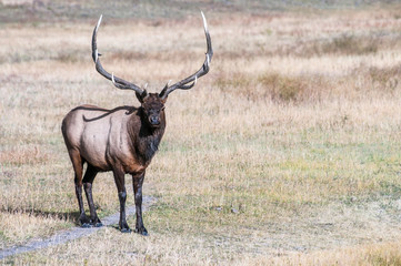 Picture of wild elk.