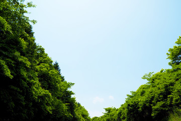 青空と木々