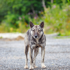 furious dog
