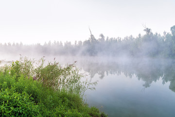 Obraz na płótnie Canvas Reed cane by the foggy lake