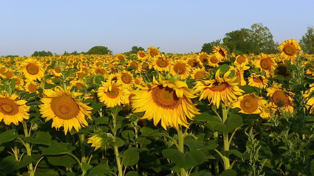 Field with sunflowers. Panorama