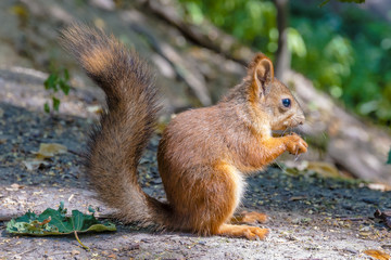 Naklejka na ściany i meble Eurasian red squirrel