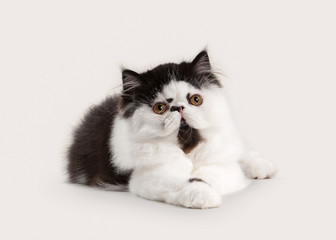 Fototapeta premium small persian kitten on white background