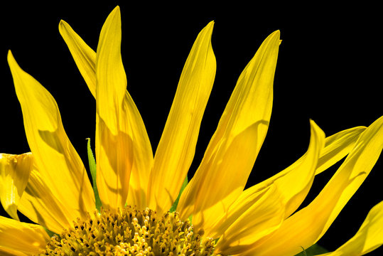 Sunflower close-up. Selective focus.