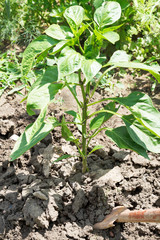 spudding of bush bell pepper