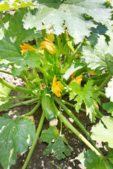 regular zucchini on green bush in garden