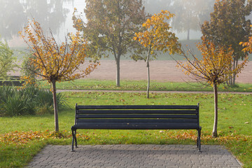 Autumn sakura trees and bench in the park