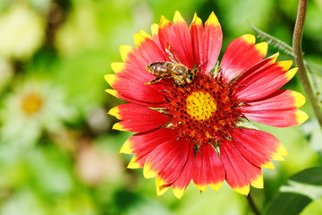 bee collects blossom dust from gaillardia flowers