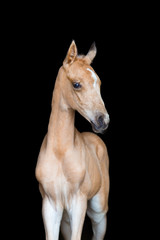 Foal of a horse on black background