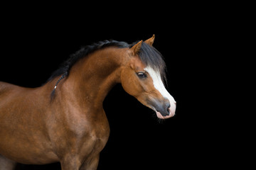Fototapeta na wymiar Brown pony head on black background