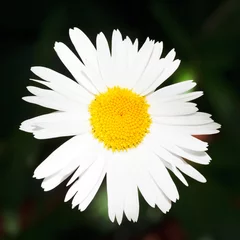 Crédence de cuisine en verre imprimé Marguerites fresh Ox-eye daisy flower close up