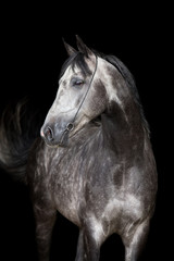 Fototapeta na wymiar Gray horse head on black background