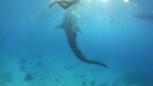 Whale shark and people swimming underwater