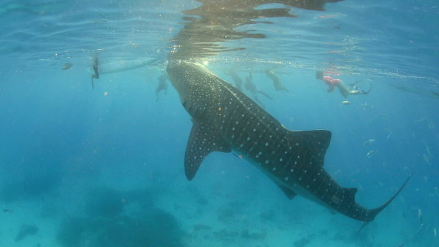 Whale shark underwater