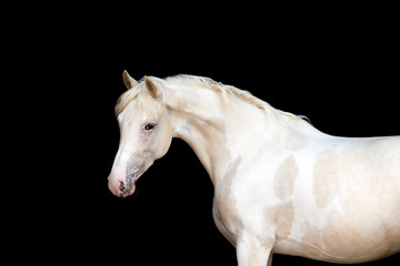 Obraz na płótnie Canvas White pony with spots on black background