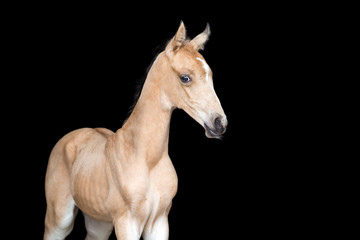 Obraz na płótnie Canvas Small foal of a horse on black background