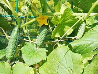 cucumbers on garden in summer day