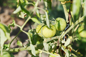 green tomato plant in garden