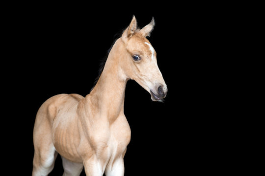 Small foal of a horse on black background