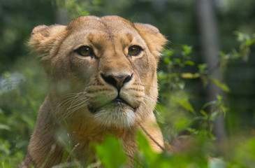 Löwenportrait