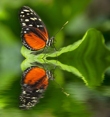 an orange tropical butterfly sitting on a leaf