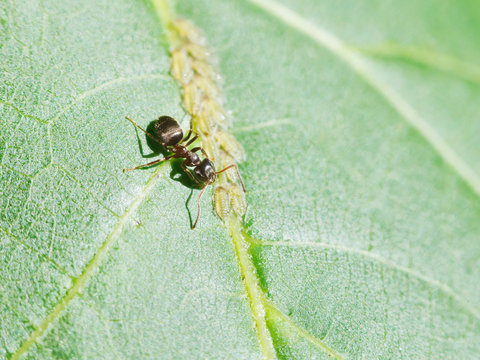 ant grazing aphids group on leaf of walnut