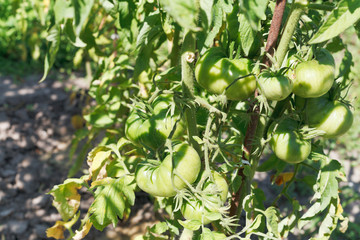 green tomato bush in garden