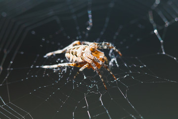macro view of European garden spider on cobweb