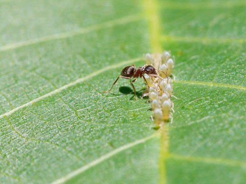 ant sips honeydew from aphids group