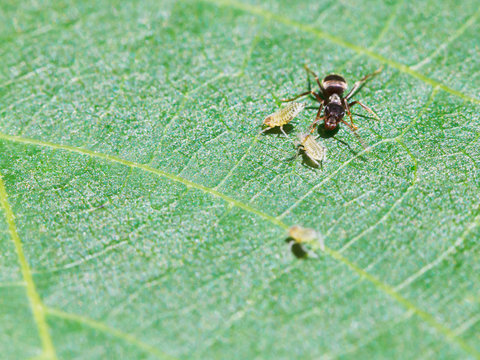 ant pastures few aphids on leaf