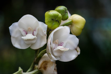 white elata orchid
