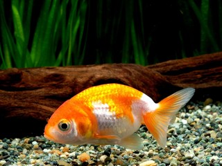 Obraz premium ランチュウ